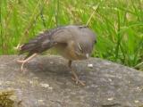 Fledgling Stretches its wings