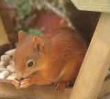 Squrrel on Table with Nut