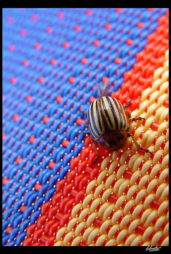 maggiolino