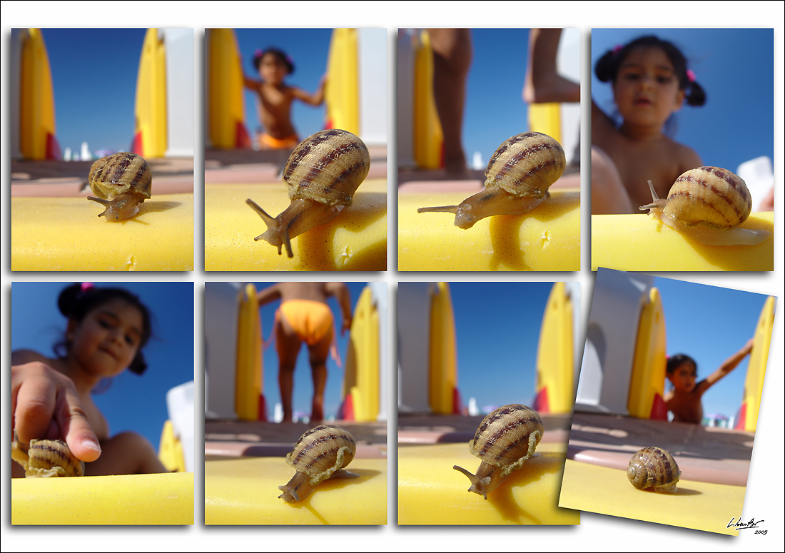 snail story