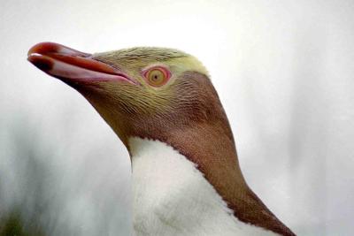 Dunedin - Yellow Eyed Penguin