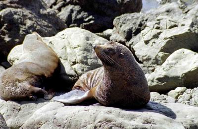 Kaikoura - seal