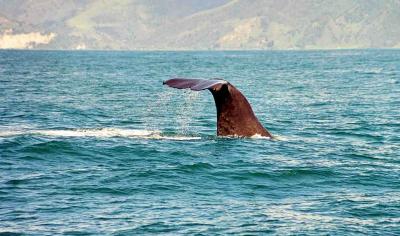 Kaikoura - sperm whale