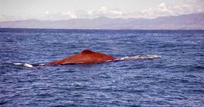 Kaikoura - sperm whale