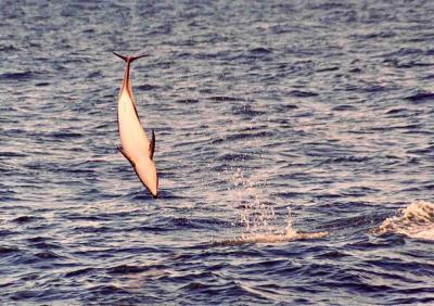 Kaikoura - Dusky delphin