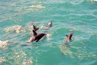 Kaikoura - Dusky delphin