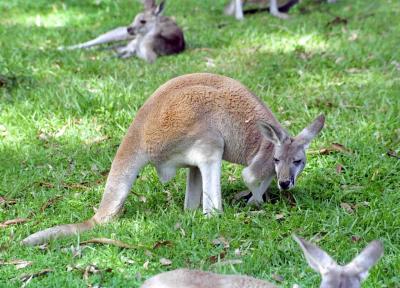 Billabong - kangaroo