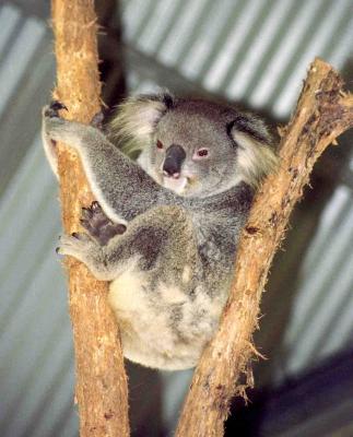 Billabong - koala