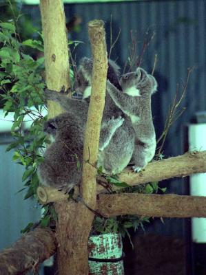 Billabong - koala