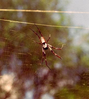 Meylla farm - spider