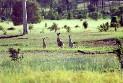 Meylla farm - morning walk