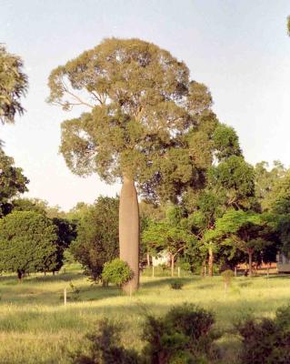 Meylla farm - bottle tree