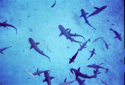 snorkelling with the sharks