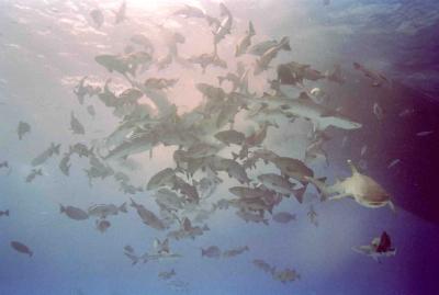 shark feeding