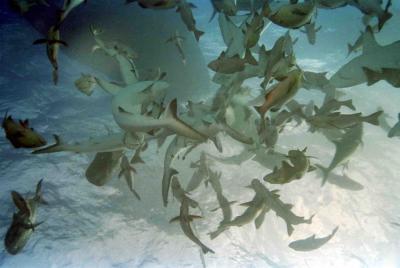 shark feeding