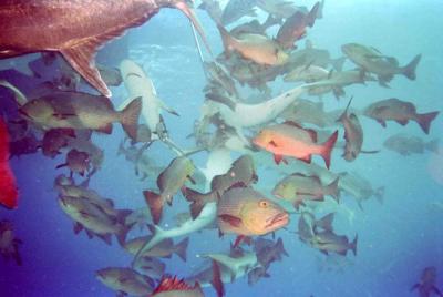 shark feeding