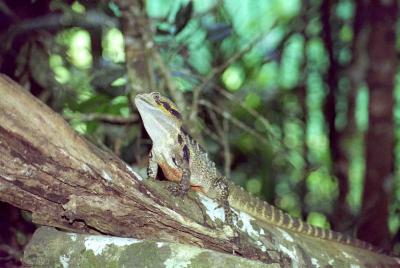 Jeep Safari - lizard