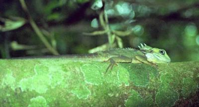 Jeep Safari - lizard