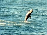 Kaikoura - Dusky delphin