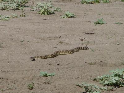 Picture 067  snake.JPG