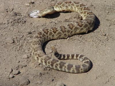 Picture 069 snake.JPG