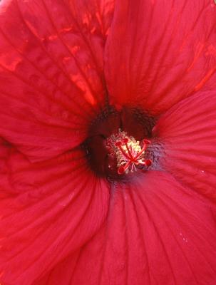 v3/10/481910/3/46485564.Red11.jpg