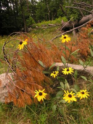 Blackeyed Susans