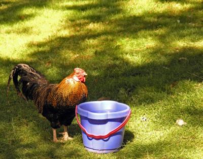 Bucket O Chicken