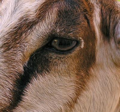 Eye of goat