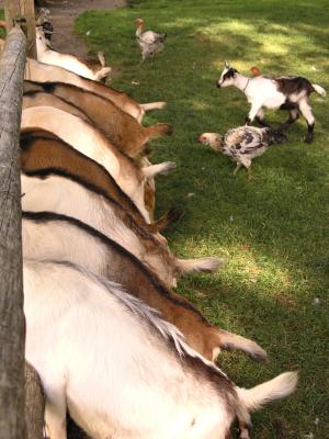 Goat butts