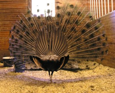 Peacock butt