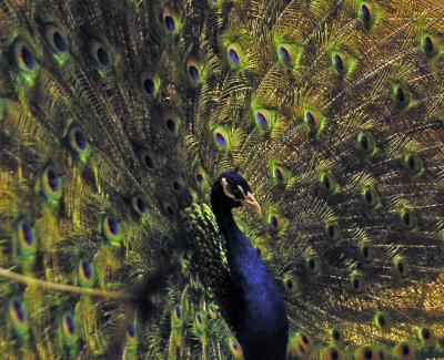 Peacock front