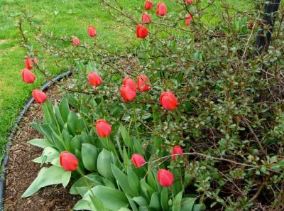 Tulipes Darwin Apeldoorn Rouges
