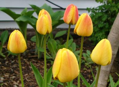Tulipes Darwin