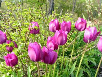 Tulipes fushias