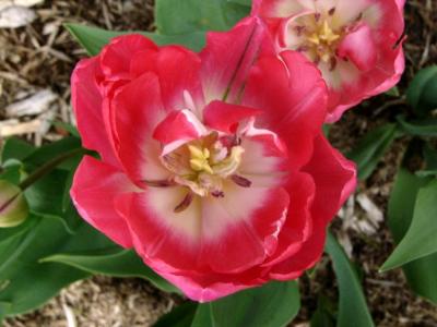 Tulipes Anglique