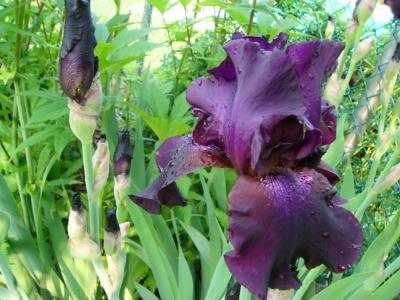 Iris barbus Superstition.jpg