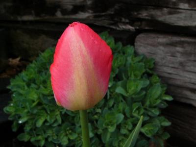 Tulipe Darwin Pastelle