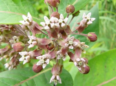 Asclepias syriaca