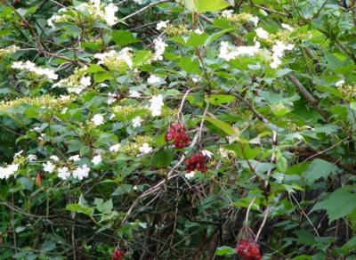 Pimbina (fruits de l'an dernier)