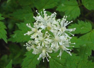 Actaea rubra