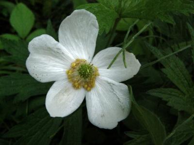 Anémone canadensis
