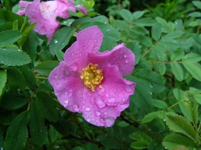 Rosier sauvage (Rosa blanda ou Rosa johannensis)