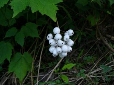 Actaea rubra F. neglecta