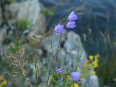 Campanula rotundifolia