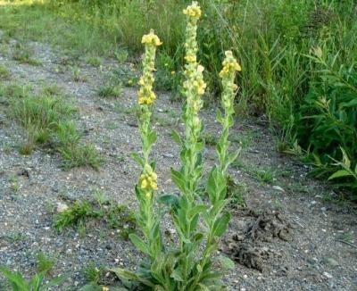 Verbascum thapsus