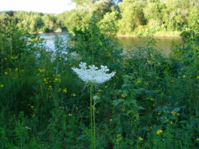 Daucus carota