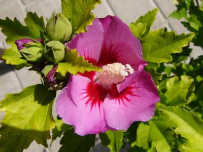 Hibiscus syriacus Woodbrige