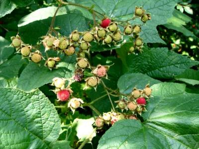 Rubus odoratus - les fruits