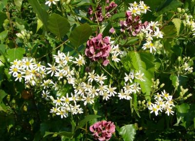 Aster à ombelle (Aster umbellatus)